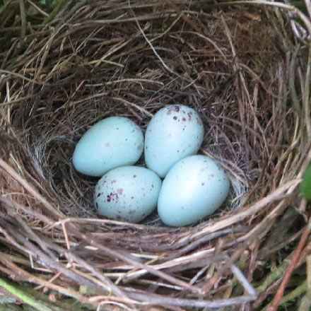 bullfinch nest with eggs