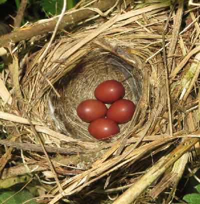 Cettis_warbler nest with eggs