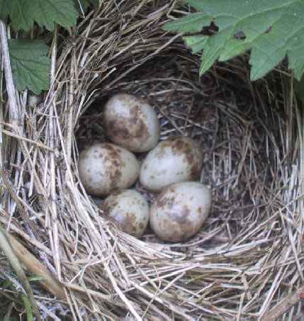 garden_warbler nest with eggs