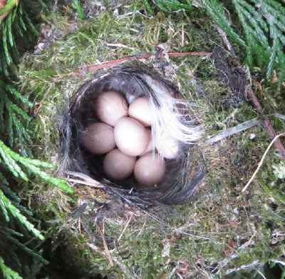 goldcrest nest with eggs