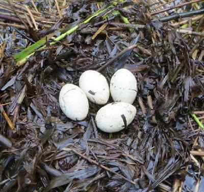 great_crested_grebe nest with eggs