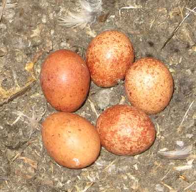 kestrel nest with eggs