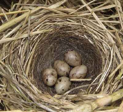 reed_bunting nest with eggs