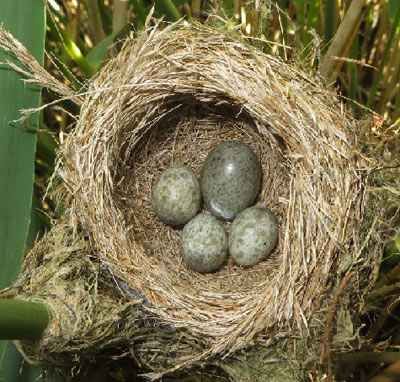 reewa_and_cuckoo nest with eggs