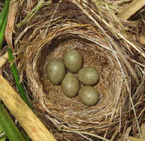 sedge_warbler nest with eggs