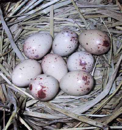 water_rail nest with eggs